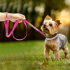 Dog Collar Crystal Glitter Rhinestone Pet Collars Zinc Alloy Buckle Collar For Small, Medium Dogs, Cats, Dog Collar